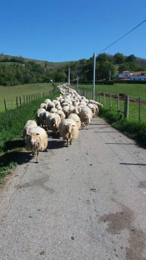 Gite A La Ferme Larranda Suhescun Exteriér fotografie