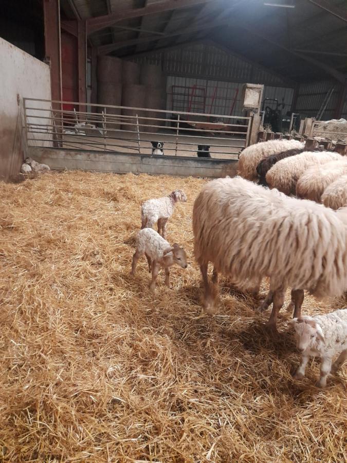 Gite A La Ferme Larranda Suhescun Exteriér fotografie